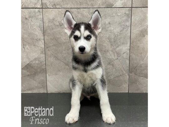 Siberian Husky Dog Male Black / White 32270 Petland Frisco, Texas