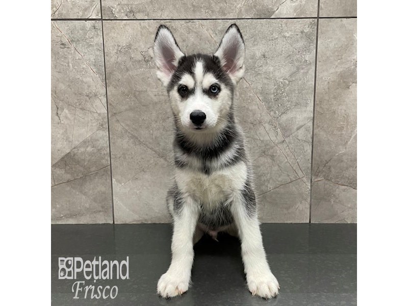 Siberian Husky Dog Male Black / White 32270
