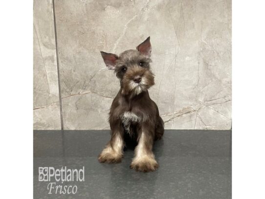 Miniature Schnauzer Dog Male Liver 32282 Petland Frisco, Texas