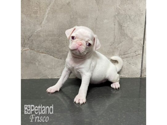 Pug Dog Female White 32285 Petland Frisco, Texas