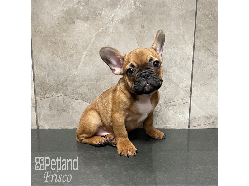 French Bulldog Dog Male Sable Merle 32296