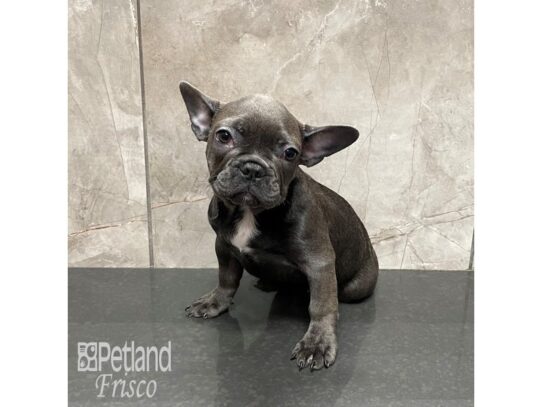 French Bulldog-Dog-Female-Blue-32297-Petland Frisco & Mckinney, Texas