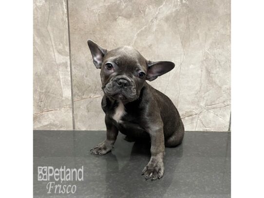 French Bulldog Dog Female Blue 32297 Petland Frisco, Texas