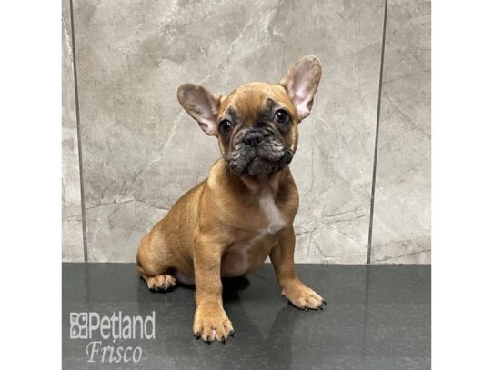 French Bulldog-Dog-Male-Sable Merle-32298-Petland Frisco & Mckinney, Texas