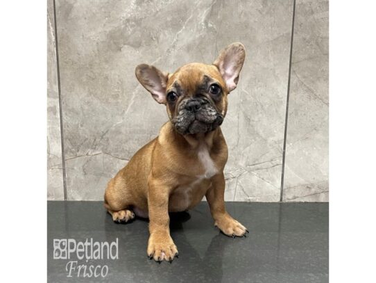 French Bulldog Dog Male Sable Merle 32298 Petland Frisco, Texas