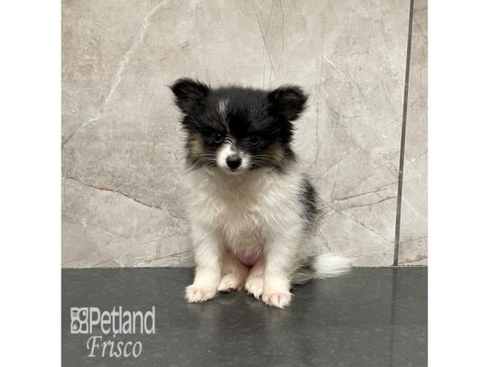 Pomeranian Dog Female Black and White Parti 32301 Petland Frisco, Texas