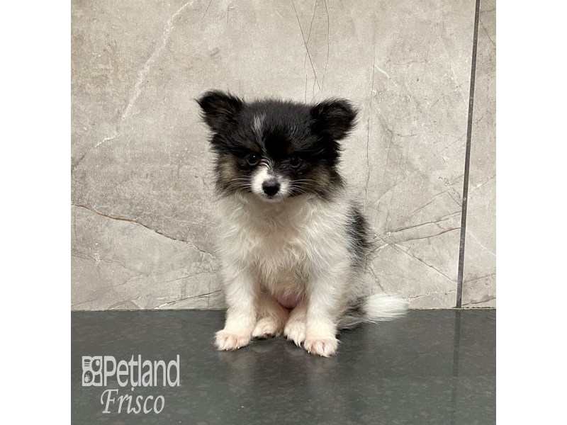 Pomeranian Dog Female Black and White Parti 32301