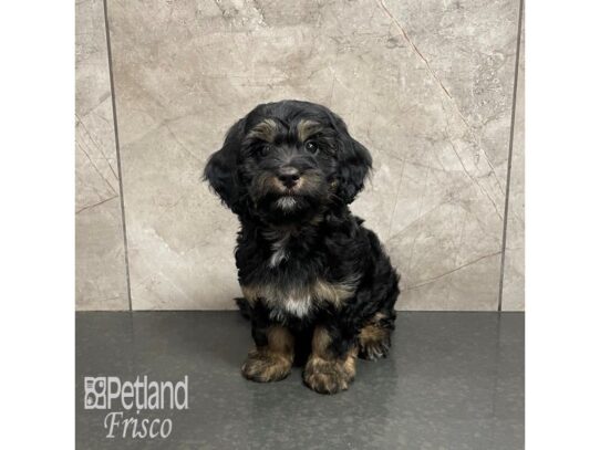 F1B Mini Bernedoodle-Dog-Male-Black and Tan-32305-Petland Frisco & Mckinney, Texas