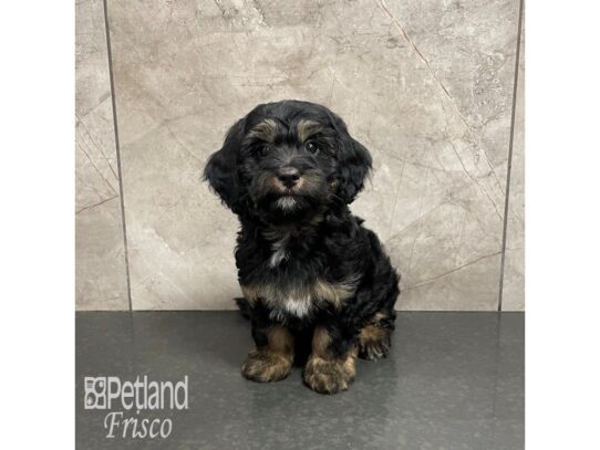 F1B Mini Bernedoodle Dog Male Black and Tan 32305 Petland Frisco, Texas