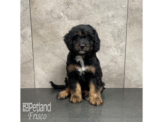 F1B Mini Bernedoodle Dog Male Black and Tan 32306 Petland Frisco, Texas