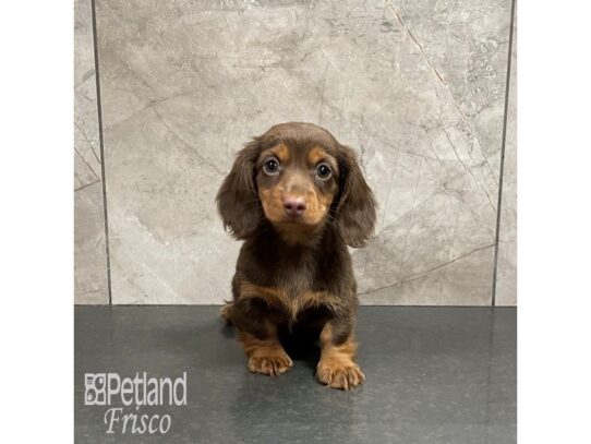 Miniature Dachshund Dog Female Chocolate Merle 32304 Petland Frisco, Texas