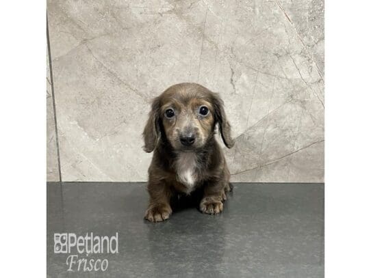 Miniature Dachshund-Dog-Female-Isabella-32307-Petland Frisco, Texas