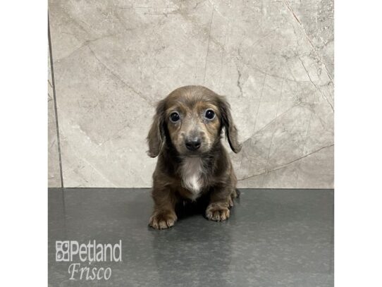 Miniature Dachshund-Dog-Female-Isabella-32307-Petland Frisco & Mckinney, Texas