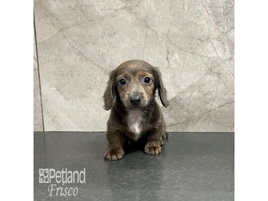 Miniature Dachshund Dog Female Isabella 32307 Petland Frisco, Texas