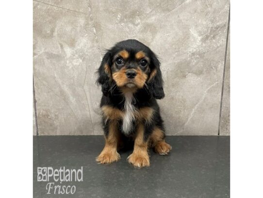 Cavalier King Charles Spaniel Dog Male Tri-Colored 32315 Petland Frisco, Texas