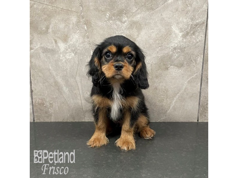 Cavalier King Charles Spaniel Dog Male Tri-Colored 32315