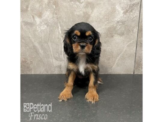 Cavalier King Charles Spaniel-Dog-Female-Black / Tan-32314-Petland Frisco, Texas