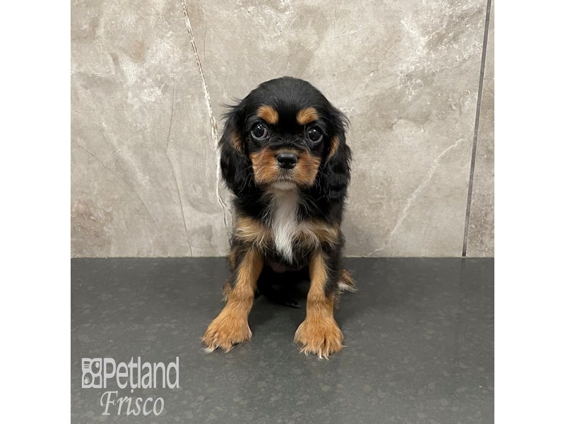 Cavalier King Charles Spaniel Dog Female Black / Tan 32314