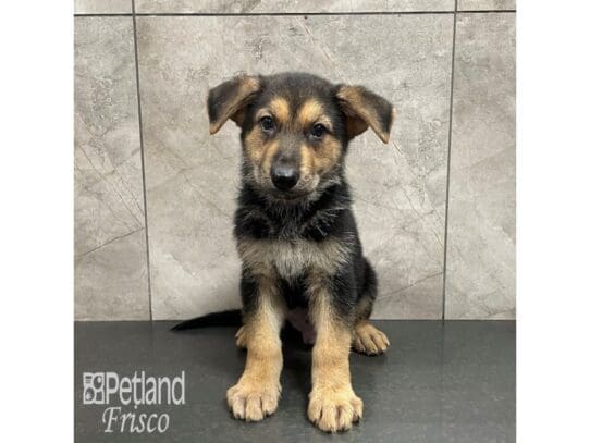 German Shepherd Dog-Dog-Male-Black / Tan-32311-Petland Frisco, Texas