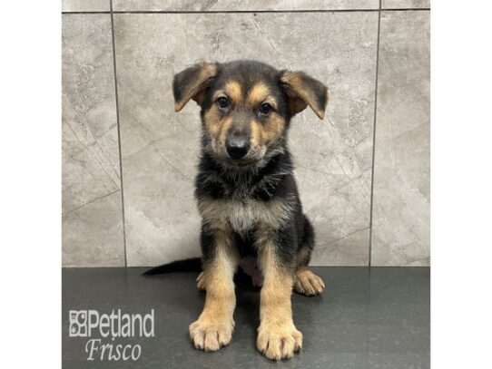 German Shepherd Dog Dog Male Black / Tan 32311 Petland Frisco, Texas