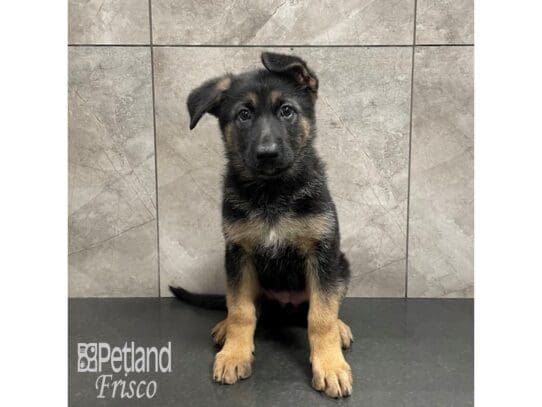 German Shepherd Dog-Dog-Female-Black / Tan-32313-Petland Frisco, Texas