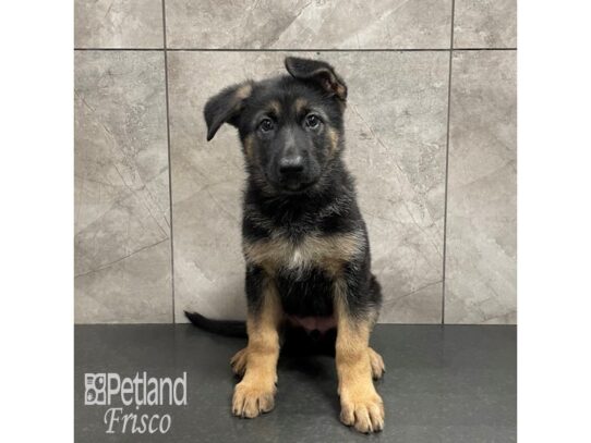 German Shepherd Dog-Dog-Female-Black / Tan-32313-Petland Frisco & Mckinney, Texas