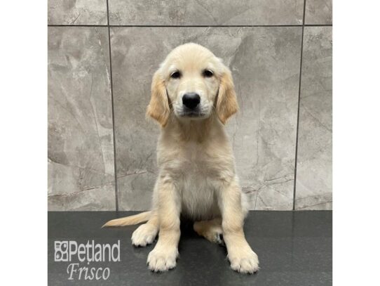 Golden Retriever-Dog-Female-Light Golden-32310-Petland Frisco & Mckinney, Texas