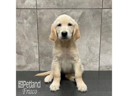 Golden Retriever Dog Female Light Golden 32310 Petland Frisco, Texas