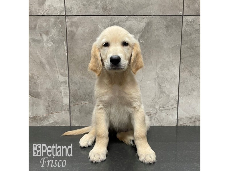 Golden Retriever Dog Female Light Golden 32310