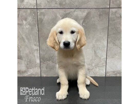 Golden Retriever Dog Female Light Golden 32309 Petland Frisco, Texas