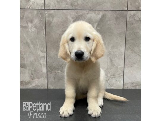 Golden Retriever-Dog-Male-Light Golden-32308-Petland Frisco & Mckinney, Texas