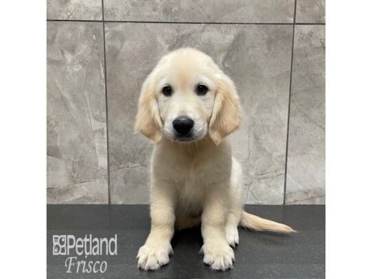 Golden Retriever Dog Male Light Golden 32308 Petland Frisco, Texas