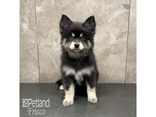 Pomsky-Dog-Female-Black and Tan-32332-Petland Frisco & Mckinney, Texas
