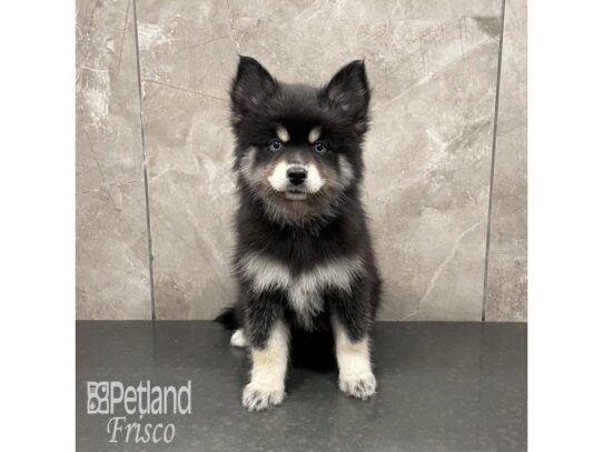 Pomsky Dog Female Black and Tan 32332 Petland Frisco, Texas