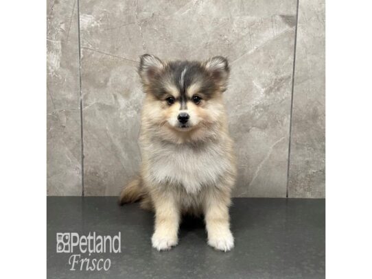 Pomsky-Dog-Male-Sable-32331-Petland Frisco, Texas