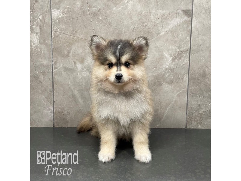 Pomsky Dog Male Sable 32331