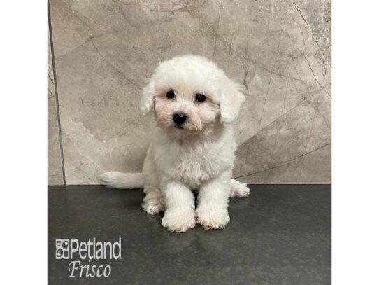 Bichon Frise-Dog-Female-White-32328-Petland Frisco & Mckinney, Texas
