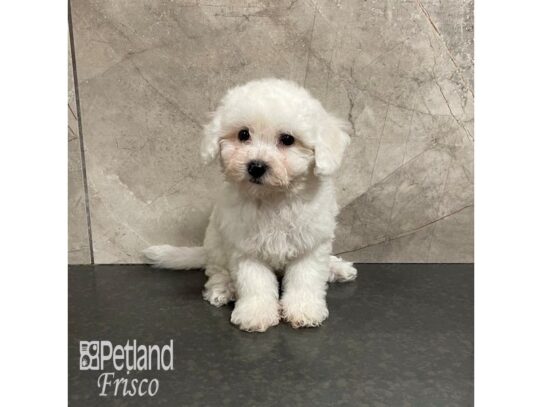 Bichon Frise Dog Female White 32328 Petland Frisco, Texas