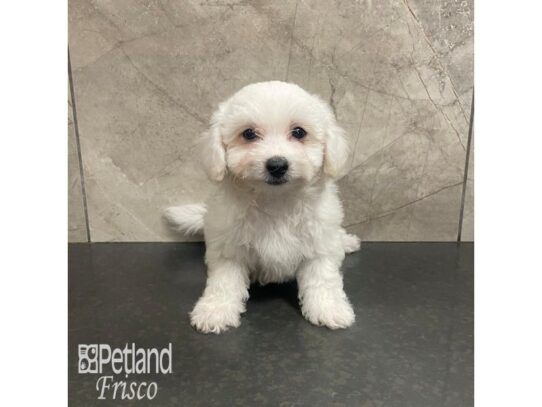 Bichon Frise-Dog-Male-White-32324-Petland Frisco & Mckinney, Texas
