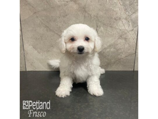 Bichon Frise Dog Male White 32324 Petland Frisco, Texas