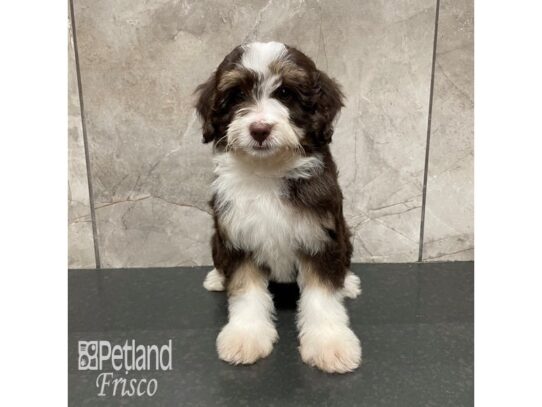 Aussie-Poo Dog Male Chocolate and White 32322 Petland Frisco, Texas