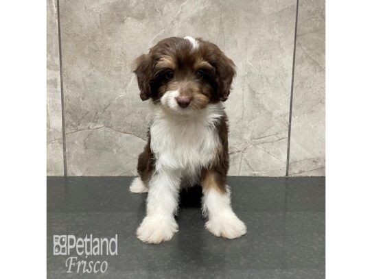 Aussie-Poo-Dog-Female-Chocolate and White-32320-Petland Frisco & Mckinney, Texas