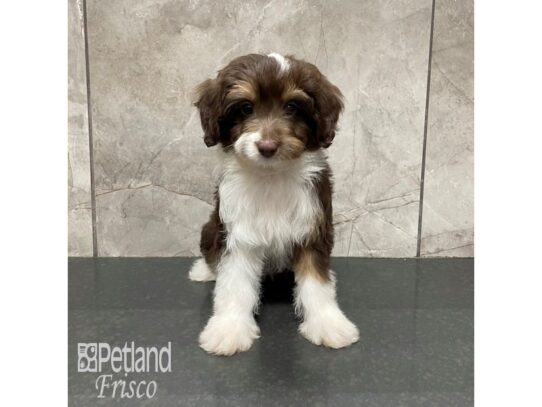 Aussie-Poo Dog Female Chocolate and White 32320 Petland Frisco, Texas