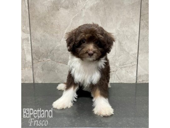 Aussie-Poo Dog Female Chocolate and White 32319 Petland Frisco, Texas