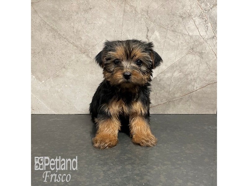 Yorkshire Terrier Dog Female Black and Tan 32318