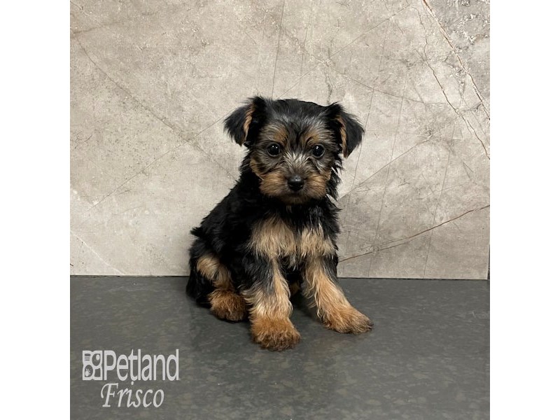 Yorkshire Terrier Dog Male Black and Tan 32317