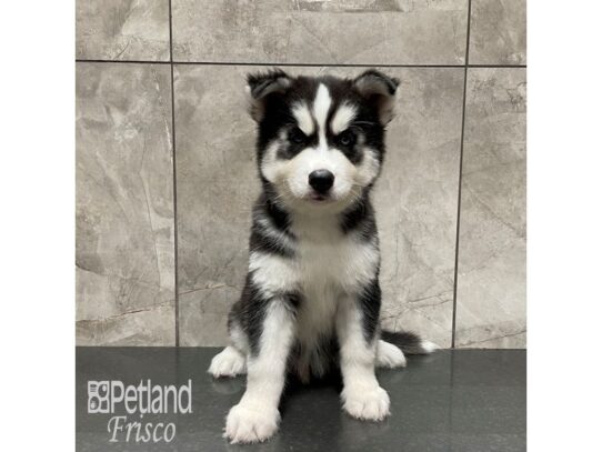 Siberian Husky Dog Male Black and White 32333 Petland Frisco, Texas