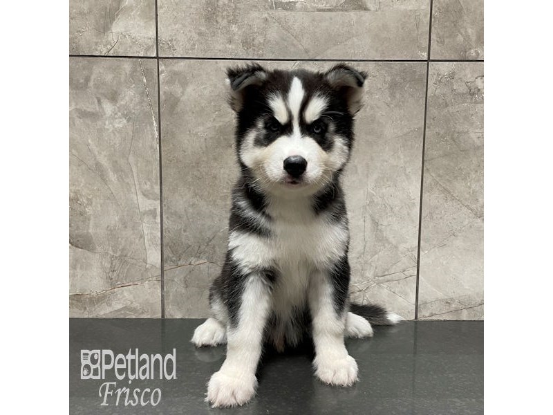 Siberian Husky Dog Male Black and White 32333