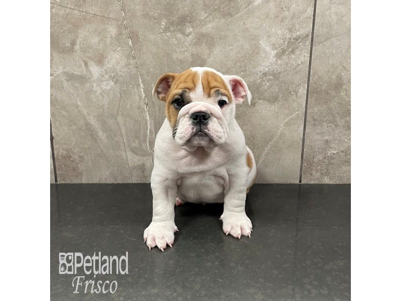 English Bulldog Dog Female White and Red 32336