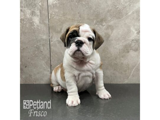 English Bulldog Dog Female Fawn and White 32337 Petland Frisco, Texas